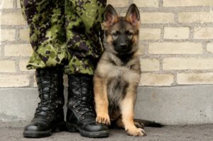 perro militar